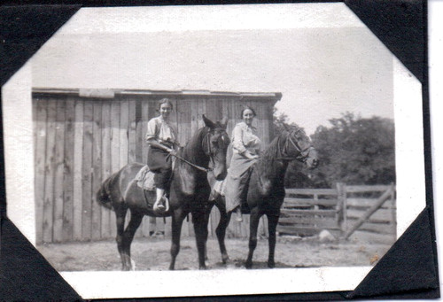 Photograph horses farm south - photograph,