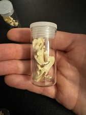 Rat Skulls In A Jar, May