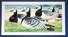 BARNACLE GOOSE    Illustrated