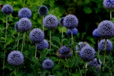 4 x Plug Plants Echinops Ritro
