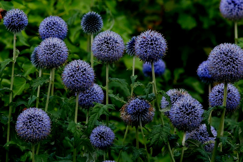 Plug plants echinops ritro - plug,
