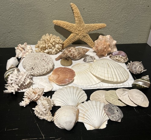 Vintage huge lot seashells - lot, of