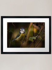 Bluetit in a County Kilkenny