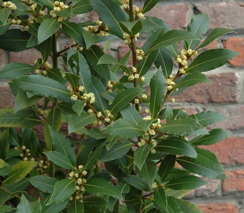 Laurus nobilis bay - /, tree