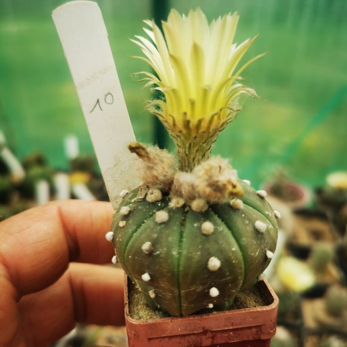 Astrophytum asterias