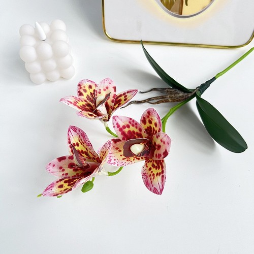 Single cymbidium orchid - cymbidium,