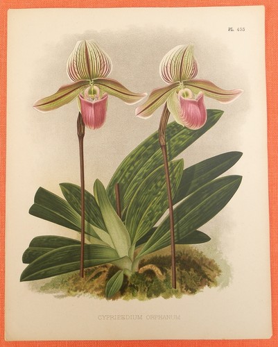 Cypripedium orphanum orchid - orphanum,
