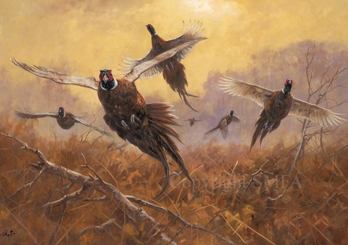 Pheasants coming forward - pheasants, 'coming