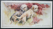 DANDIE DINMONT TERRIER