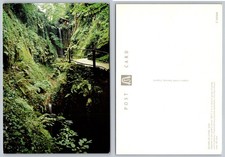 Continental Forest Waterfall