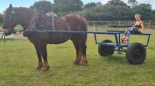 Large Exercise Horse Cart