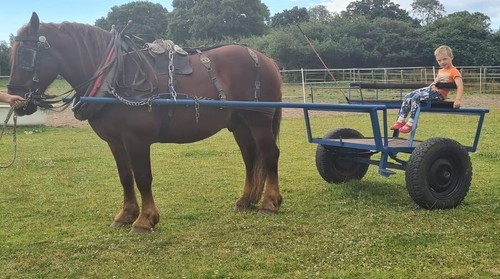 Large exercise horse cart - exercise,
