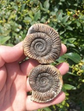  2 X DACTYLIOCERAS Sp