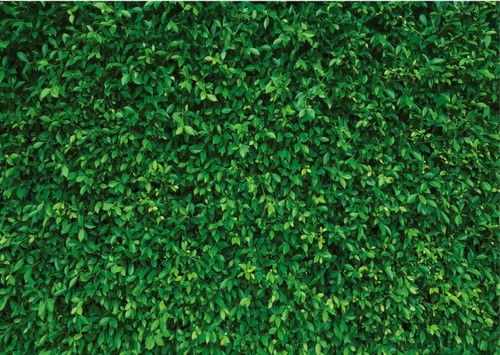 Green leaves vinyl photo - green,