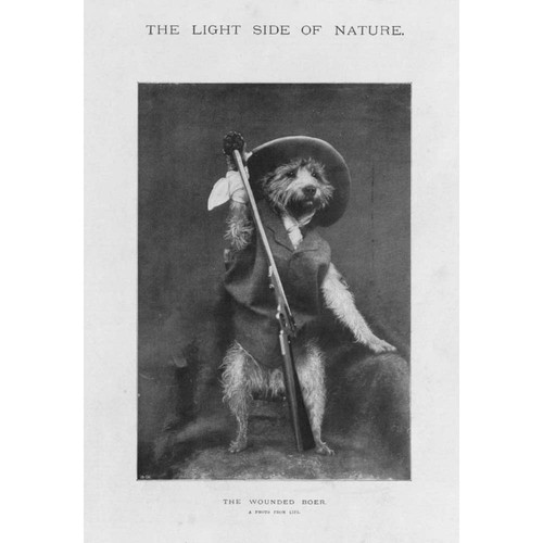 The wounded boer - (dressed, up