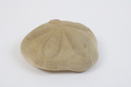 Fossil sea urchin - sea,