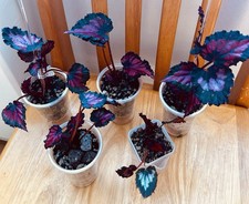 Begonia Rex Red Kisses Small