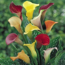 Calla Lily Summer Mixed 1 Ziro