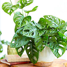 Stunning 1 x Monstera obliqua Monkey Leaf Indoor Houseplant 20-30cm with Pot