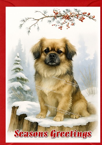 Tibetan spaniel dog - tibetan,