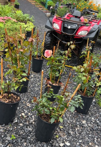 Large litre pot climbing - large,
