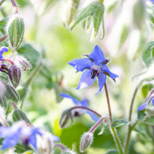 Borage plug plants - 10, |