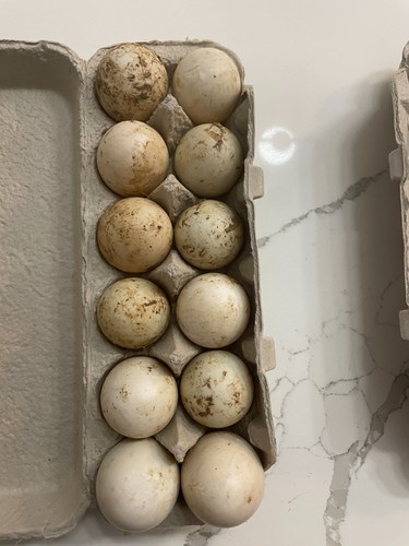 White pekin duck hatching - pekin,