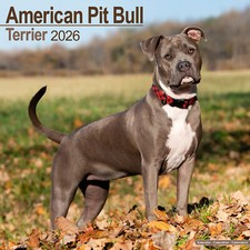 American Pit Bull Terrier 2026