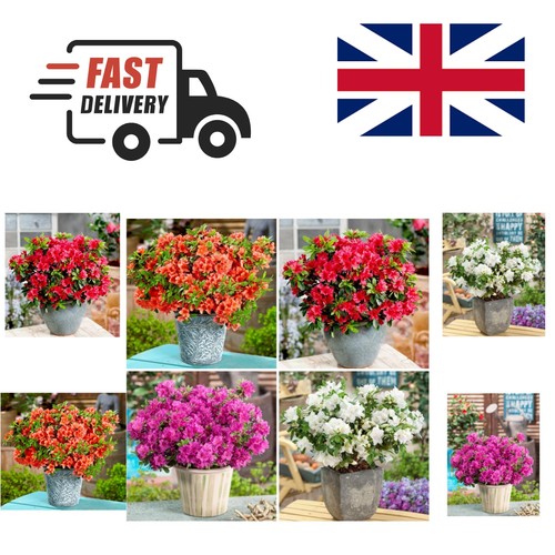 Outshine your garden with - outshine, our