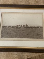 Vintage Hereford Cattle Herd