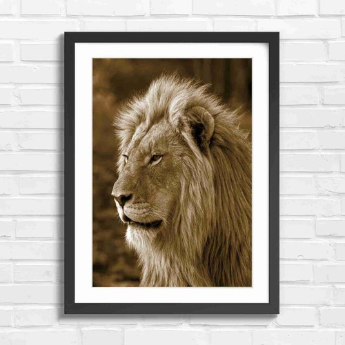 Majestic male lion portrait - male,