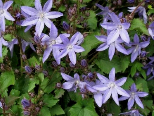Campanula poscharskyana