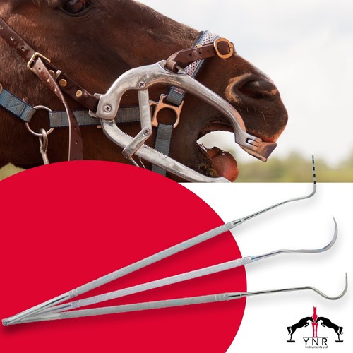 Equine horse dental teeth - 15",