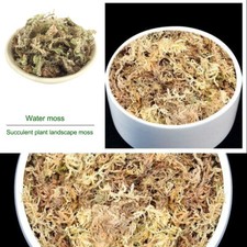 Dried sphagnum moss potted - dried,