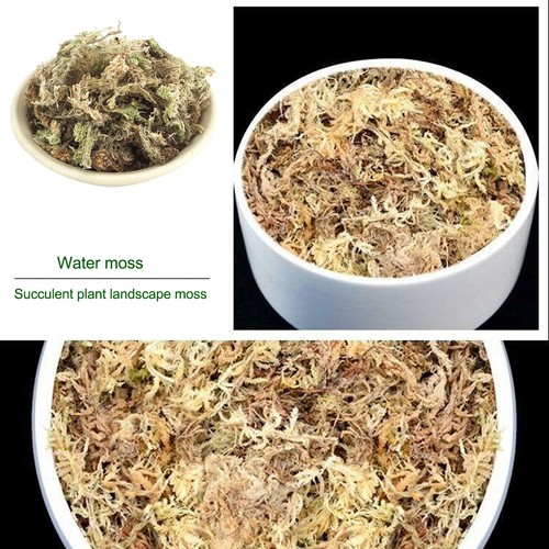 Dried sphagnum moss potted - sphagnum,