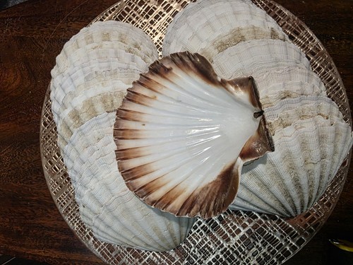 Scallop shells 12cm 13cm - shells,