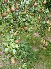 4ft Pear trees UK grown
