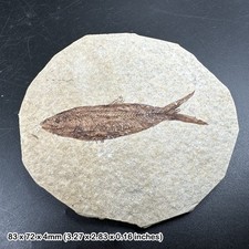 Eocene fossil fish in matrix