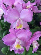 Cattleya Doris and Byron