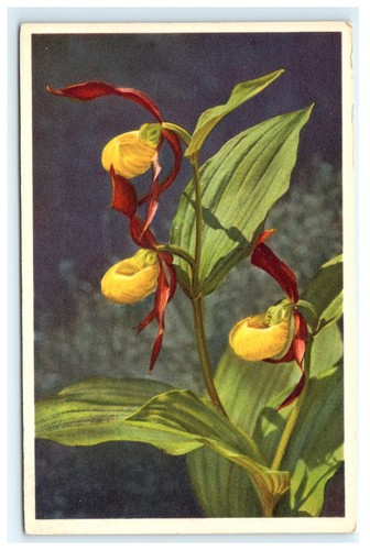 Lady slipper orchid - lady's,