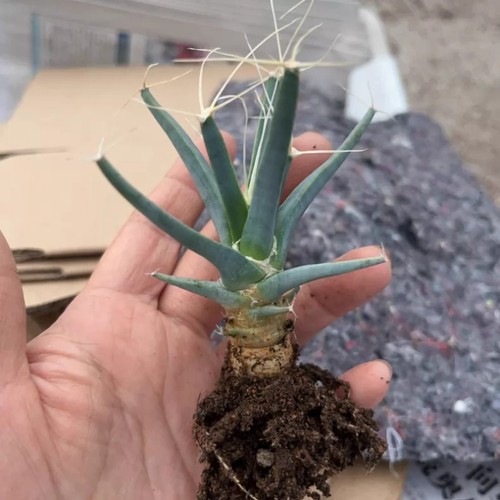 6cm succulent cactus plant - cactus,