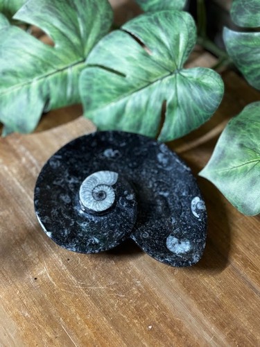 Fossilised marble dishes with - marble,