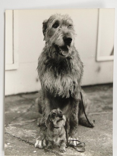 Irish wolfhound rohan - wolfhound,