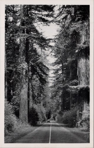 Vintage postcard avenue - postcard, of