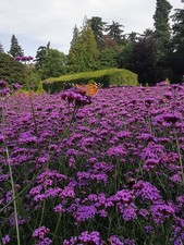 Verbena bonariensis 3cm - x,