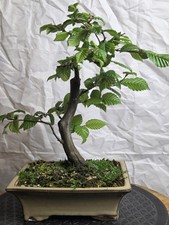 Hornbeam Bonsai Tree Shohin