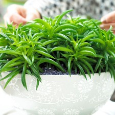 1 x Peperomia Happy Bean | Evergreen Semi-Succulent Potted Plant | 15-25cm