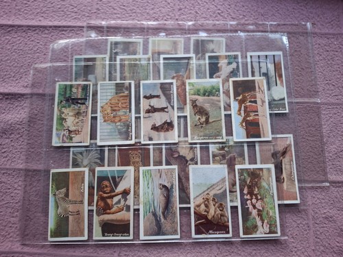 Complete set jacob biscuit - set,