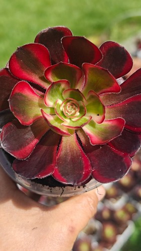 Aeonium chanel lina variegated - aeonium,