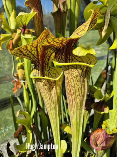 Sarracenia hugh jampton - sarracenia,